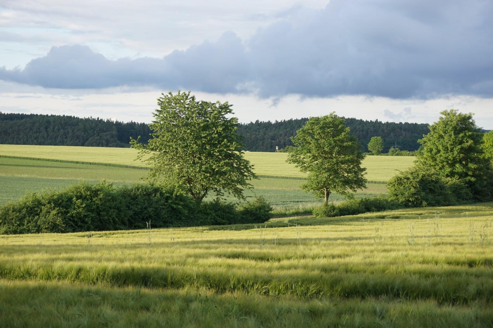 Abschnittsweise auf Stock gesetzte Hecke mit Bäumen als Überhälter (Groß).JPG