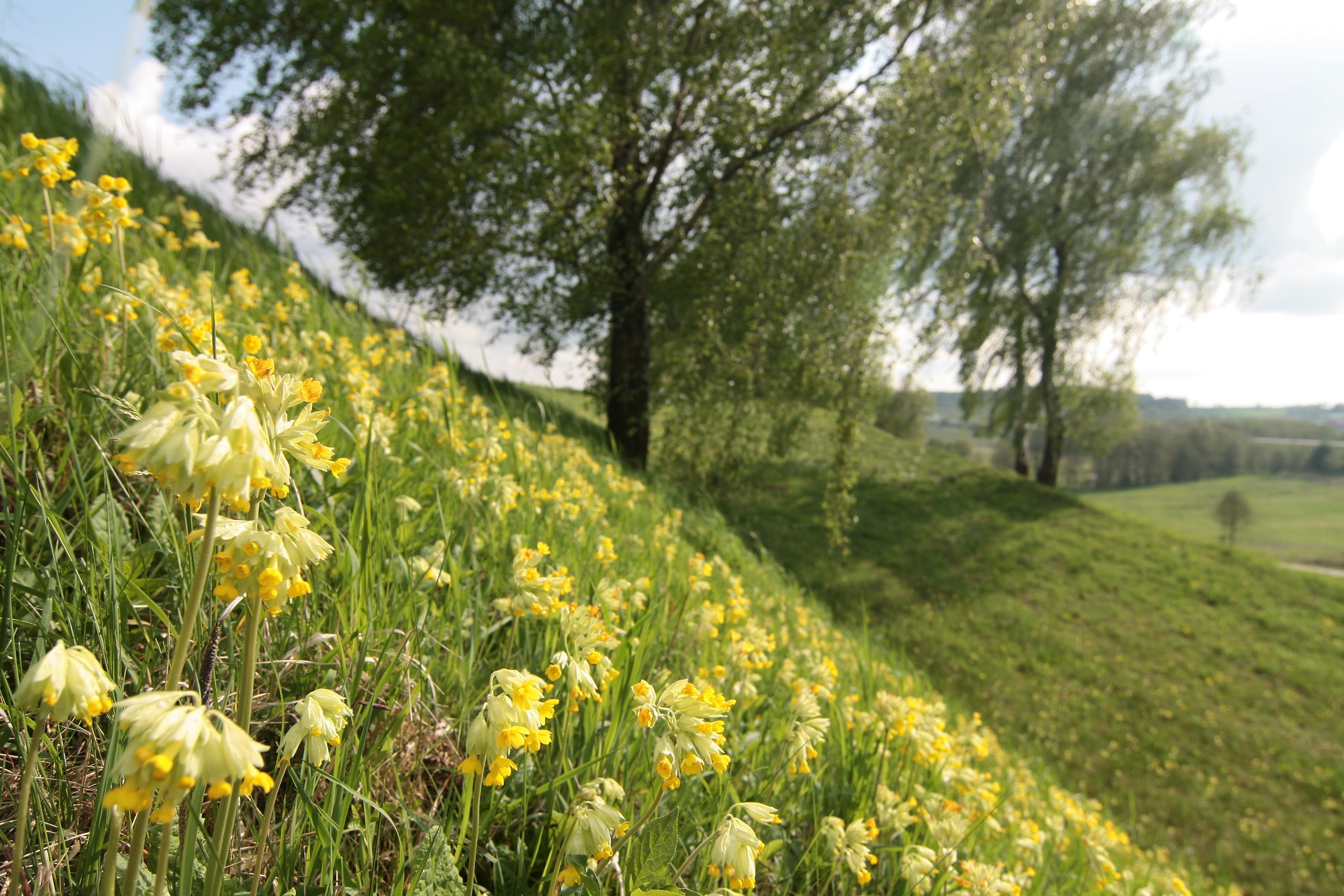 Echte Schlüsselblume, Terrassenhänge bei Pickenbach  - Gemeinde Kirchdorf